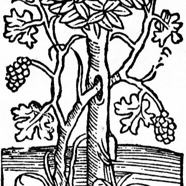 Le Vin Natureのぶどう樹の意匠